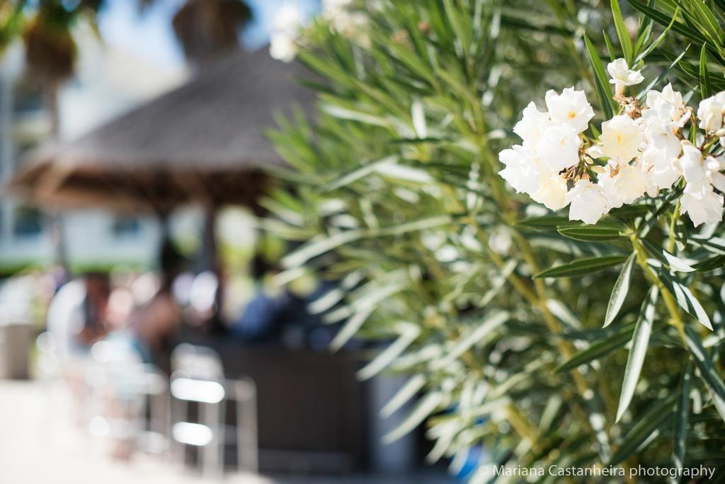 Yellow Alvor Garden Exteriér fotografie